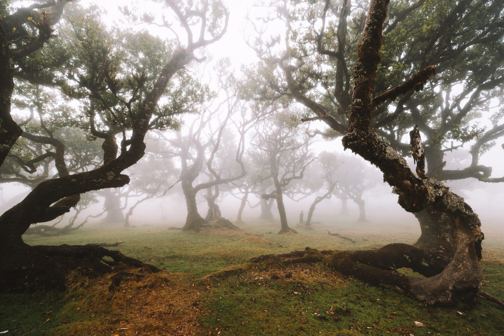 best time to visit fanal forest